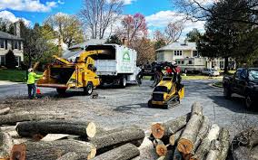 Best Tree Removal Service  in Woodbine, NJ