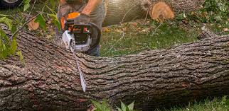 Best Fruit Tree Pruning  in Woodbine, NJ