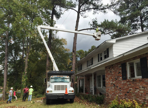 Trusted Woodbine, NJ Tree Services Experts