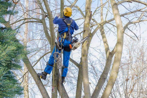 Best Tree Maintenance Programs  in Woodbine, NJ