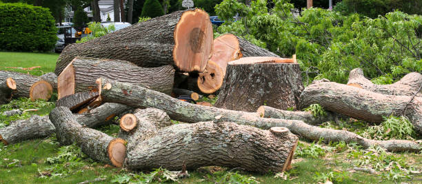 Best Palm Tree Trimming  in Woodbine, NJ