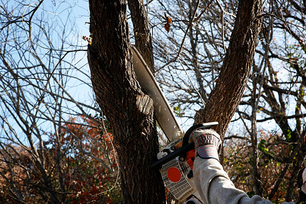 Best Tree Preservation Services  in Woodbine, NJ