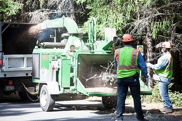 Best Leaf Removal  in Woodbine, NJ