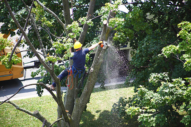 Lawn Watering Services in Woodbine, NJ