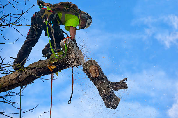 How Our Tree Care Process Works  in  Woodbine, NJ