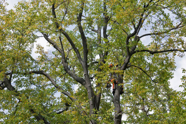 Best Tree Disease Treatment  in Woodbine, NJ